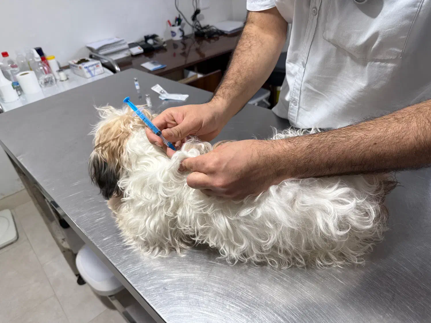 سگ شیتزو|سگ|آستارا, |دیوار