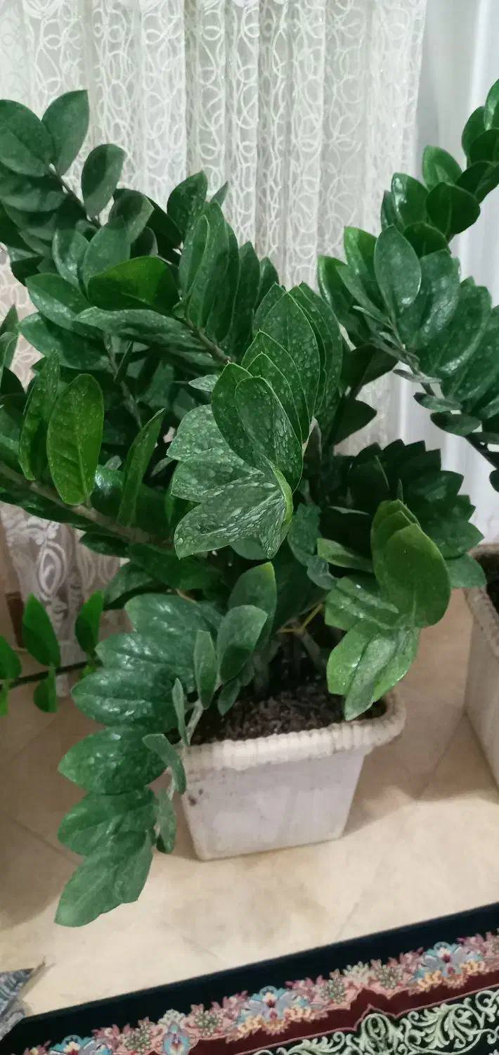 گلهای اپارتمانی باکیفیت وخاص|گل و گیاه طبیعی|سورک, |دیوار