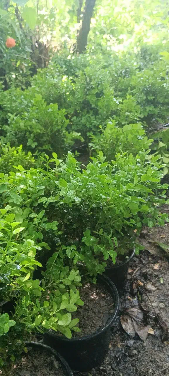 شمشاد توپی|گل و گیاه طبیعی|آمل, |دیوار