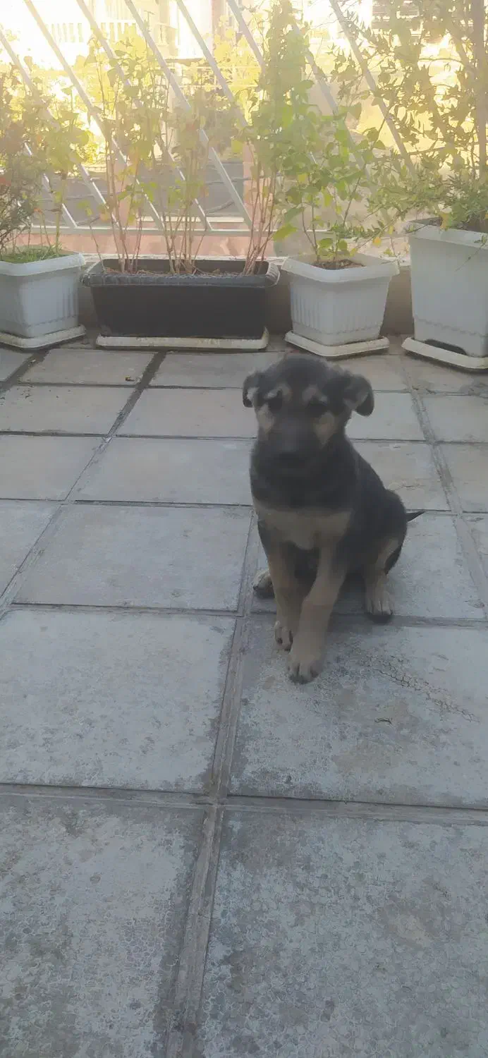 توله ژرمن ورک|سگ|تهران, استاد معین|دیوار