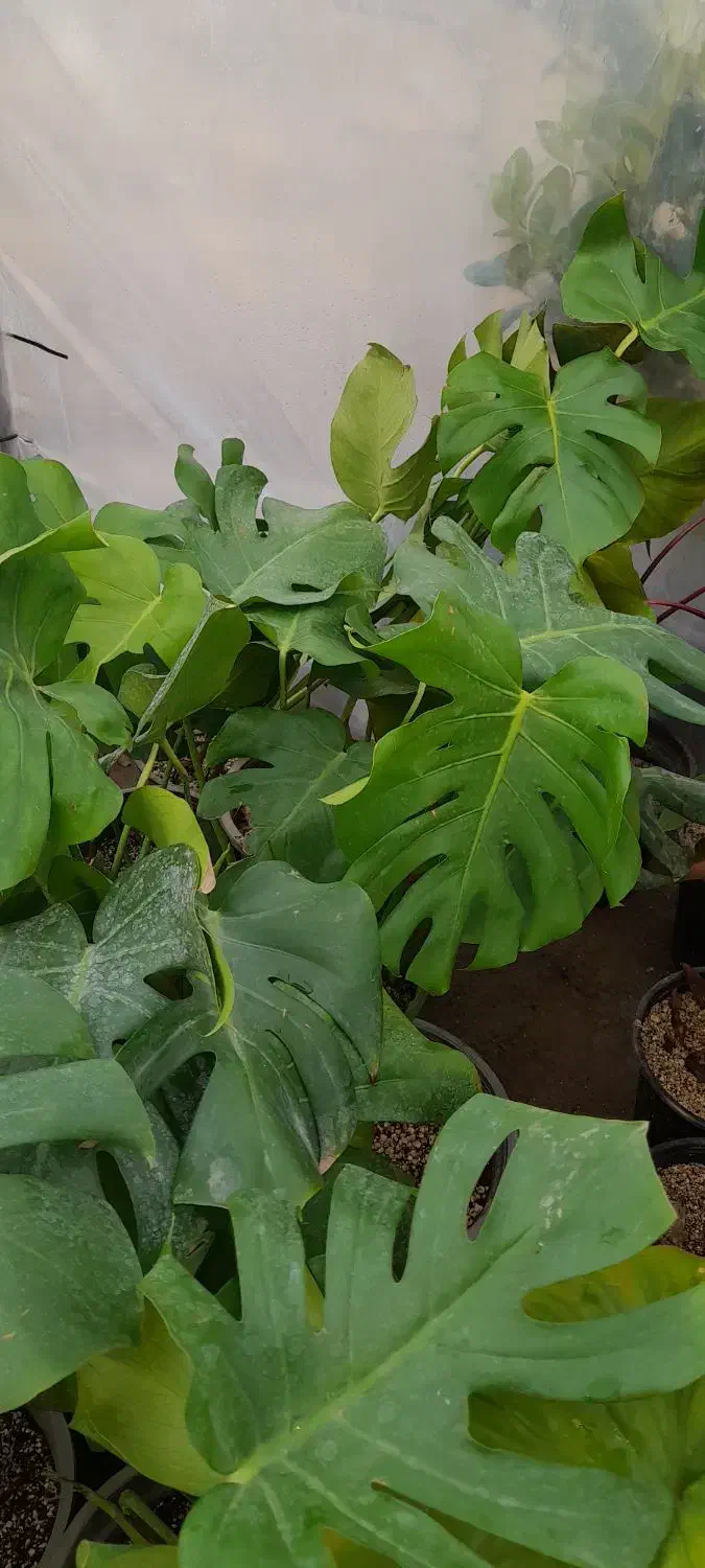 گلهایآپارتمانی|گل و گیاه طبیعی|اسلامشهر, شاطره|دیوار