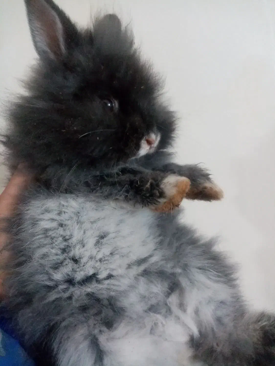 بچه خرگوش لوپ بلو|موش و خرگوش|قزوین, |دیوار