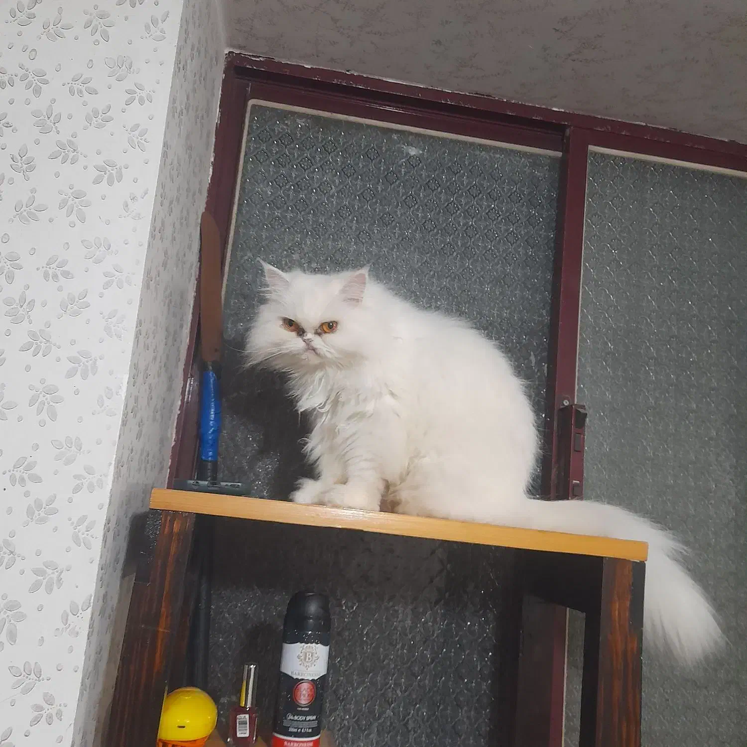 گربه پرشین|گربه|رشت, حومه رشت|دیوار