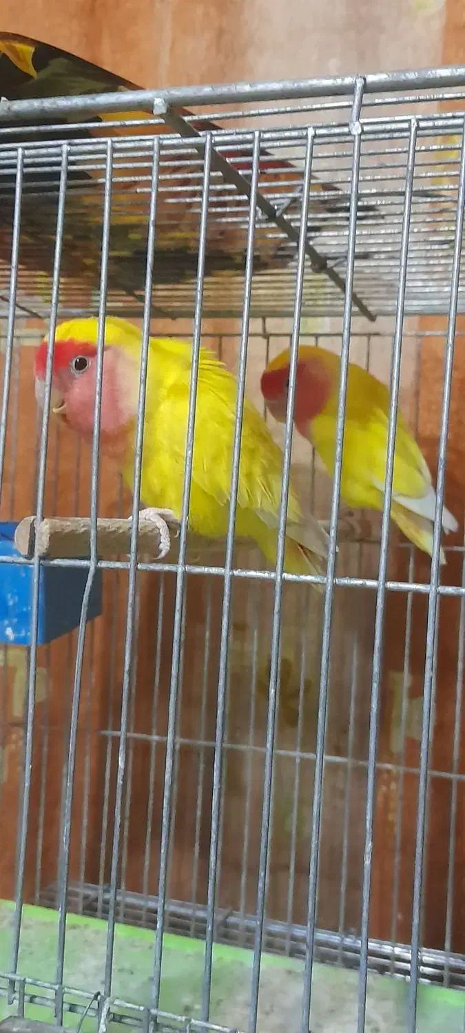 کوتوله برزیلی|پرنده|شاهینشهر, حافظ شمالی|دیوار