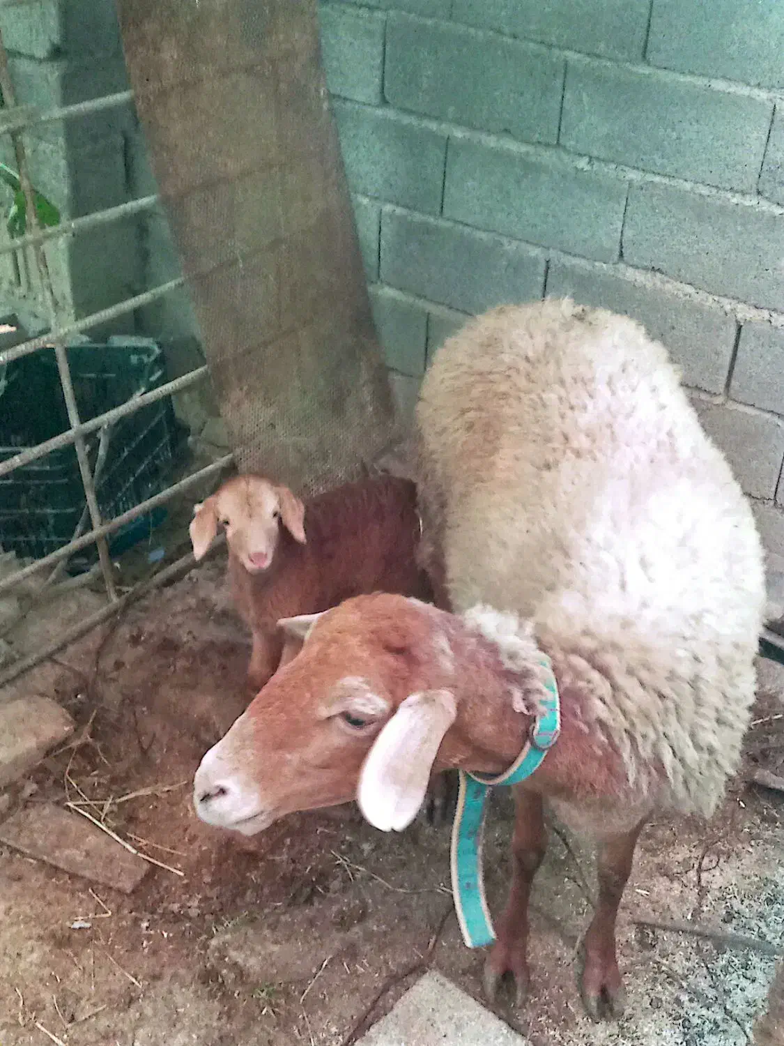 گوسفند وره مار|حیوانات مزرعه|ساری, |دیوار