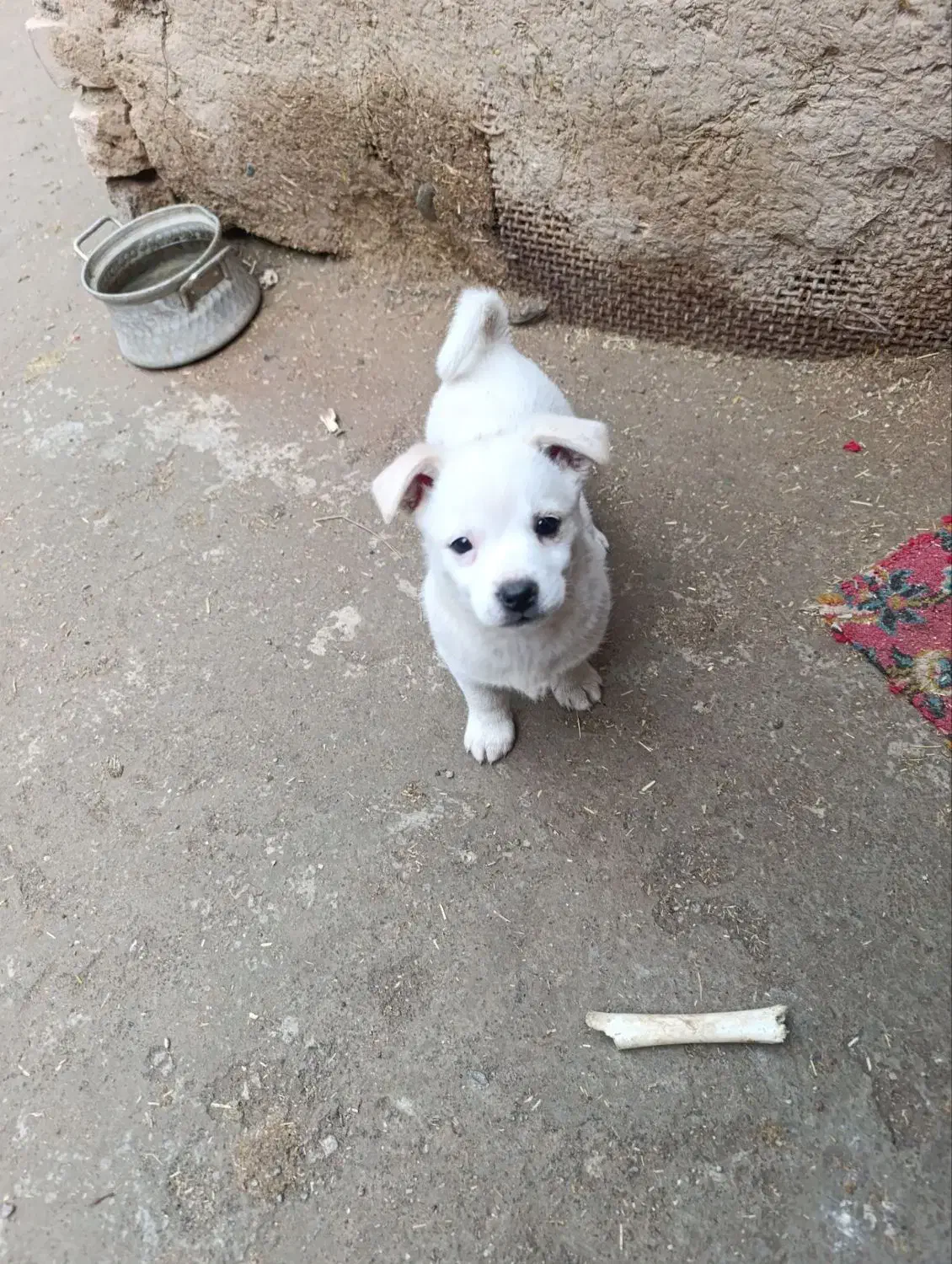 توله|سگ|نیشابور, شهرک رضوی|دیوار