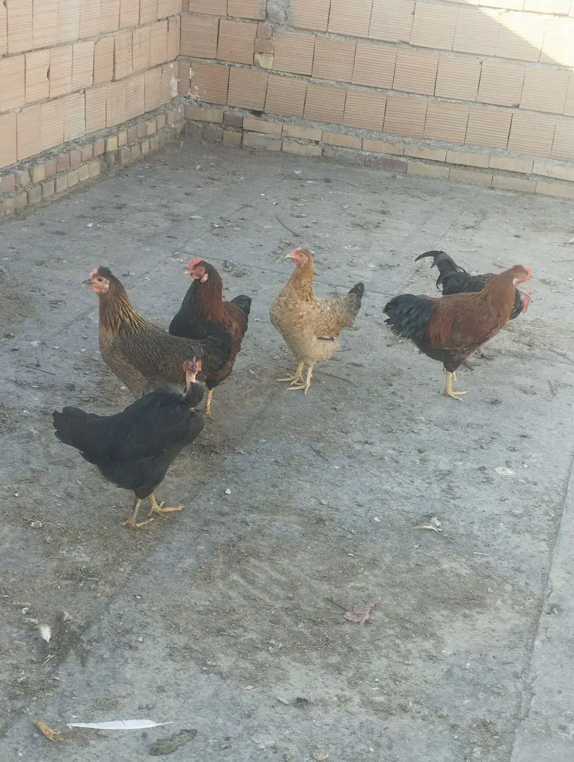 مرغ و خروس محلی|حراج|کلاله, |دیوار