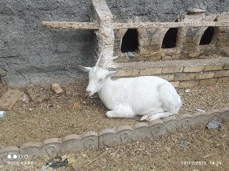 بز سانن|حیوانات مزرعه|تایباد, |دیوار