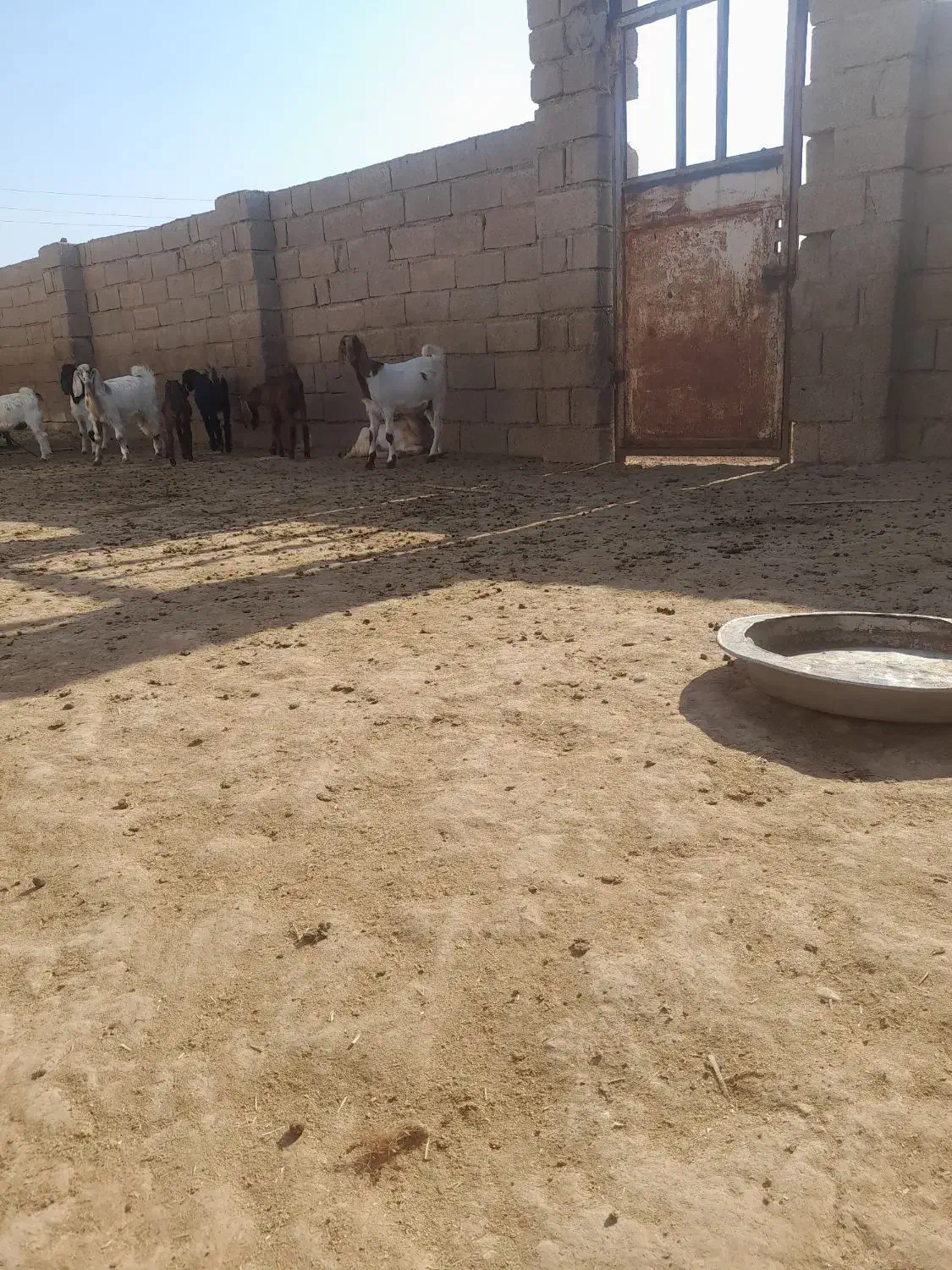 کهره نر و ماده|حیوانات مزرعه|بندر گناوه, |دیوار