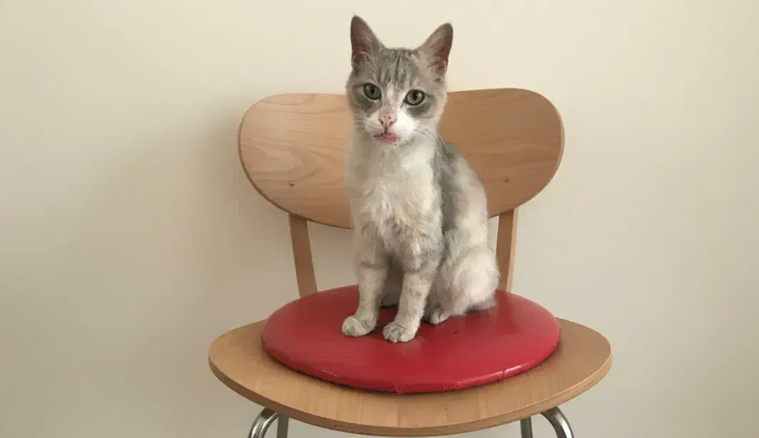 بالاخره پیدا شد|حیوانات|رشت, خمیران زاهدان|دیوار