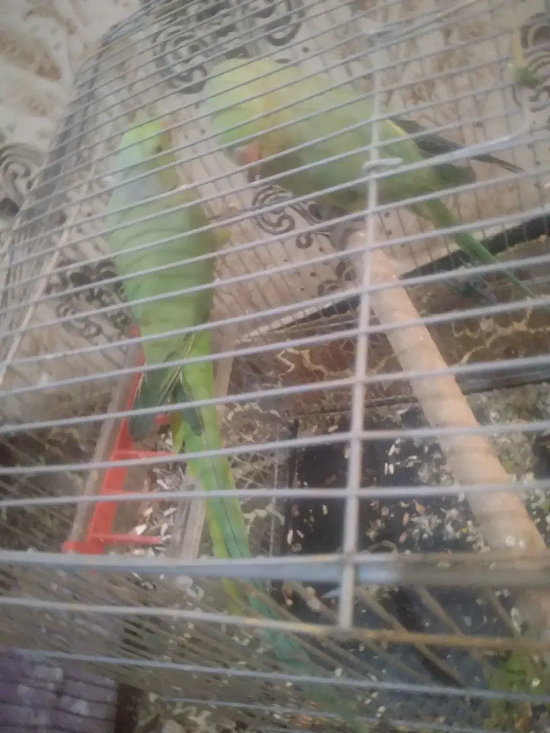 دوجفت طوطی ملنگو|پرنده|اهواز, کوروش|دیوار