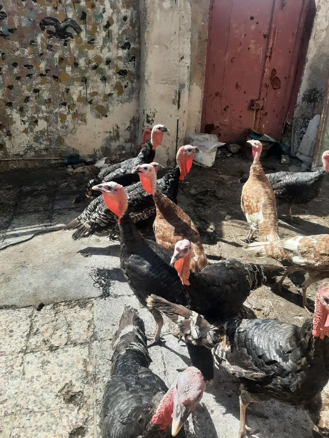 چهارعددبوقلمون وسه عددمرغ تخم گذارنژادخوب|حیوانات مزرعه|اهواز, کوی رمضان|دیوار
