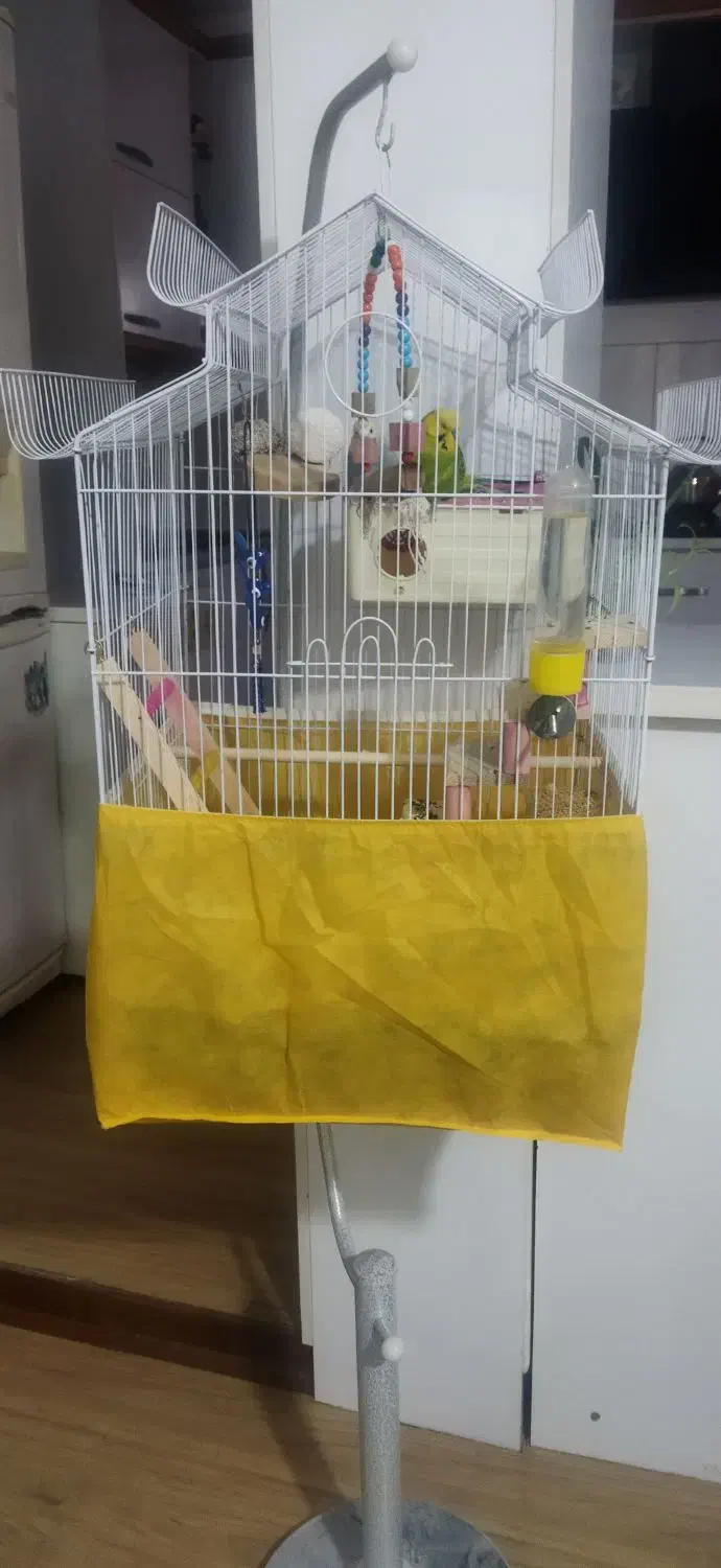 مرغ عشق|پرنده|محمدیه-قزوین, |دیوار