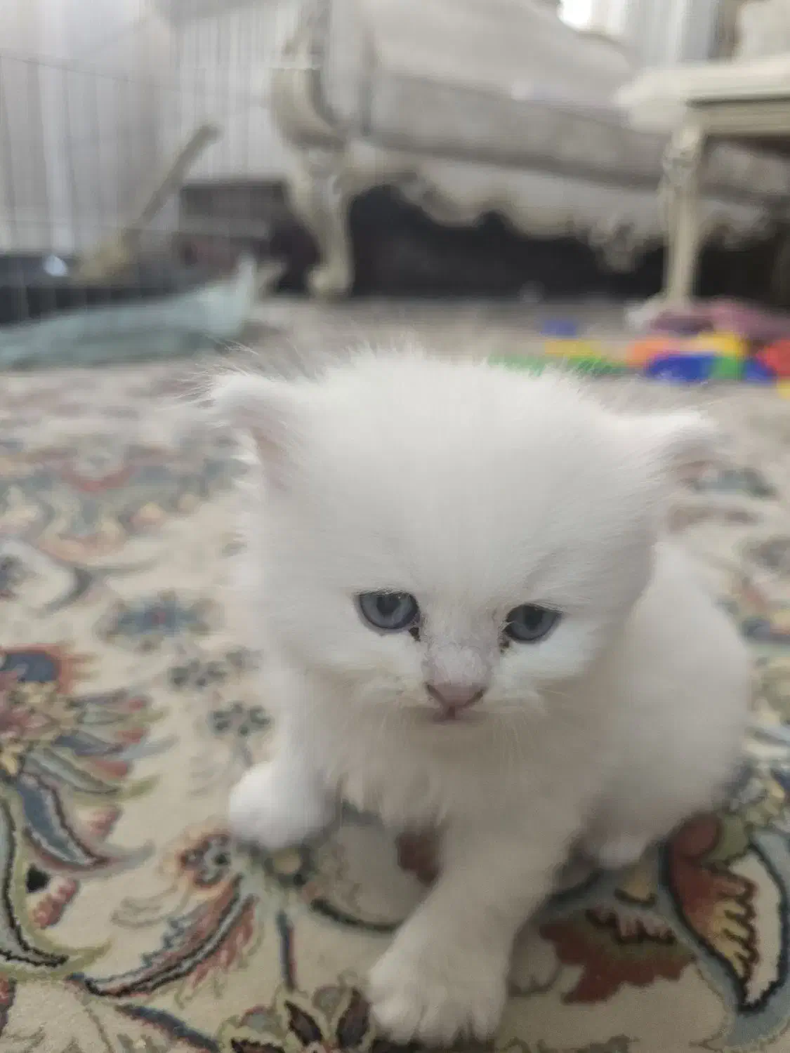 گربه سفید|گربه|مشهد, کلاهدوز|دیوار