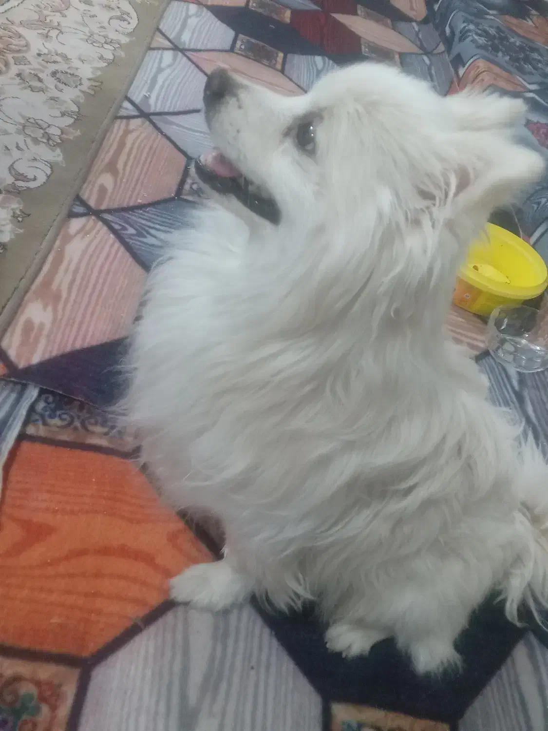 سگ پامر روباهی|سگ|بهارستان, |دیوار