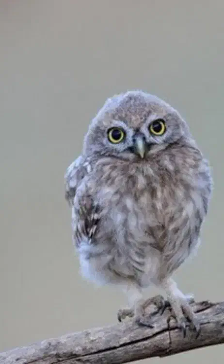 پرنده خشگل|پرنده|دلیجان, |دیوار