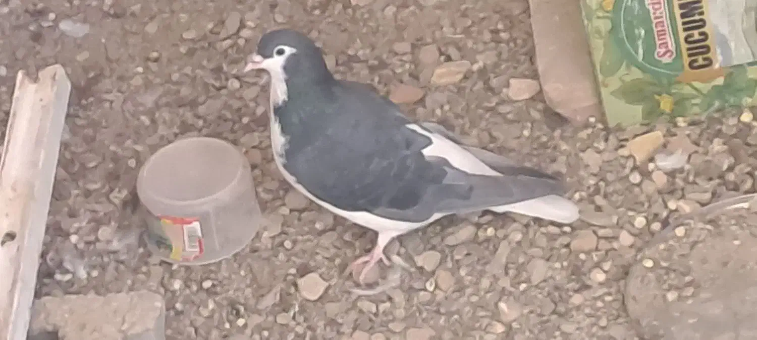 کله سفید و ساده|پرنده|آیسک, |دیوار