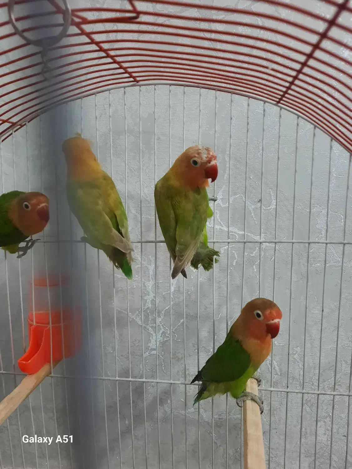 کوتوله برزیلی|پرنده|مشهد, شهید قربانی|دیوار