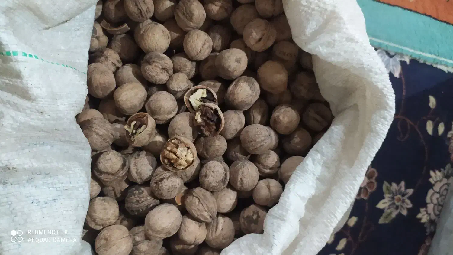 گردو خشک|خوردنی و آشامیدنی|شیراز, سعدیه جنوبی|دیوار