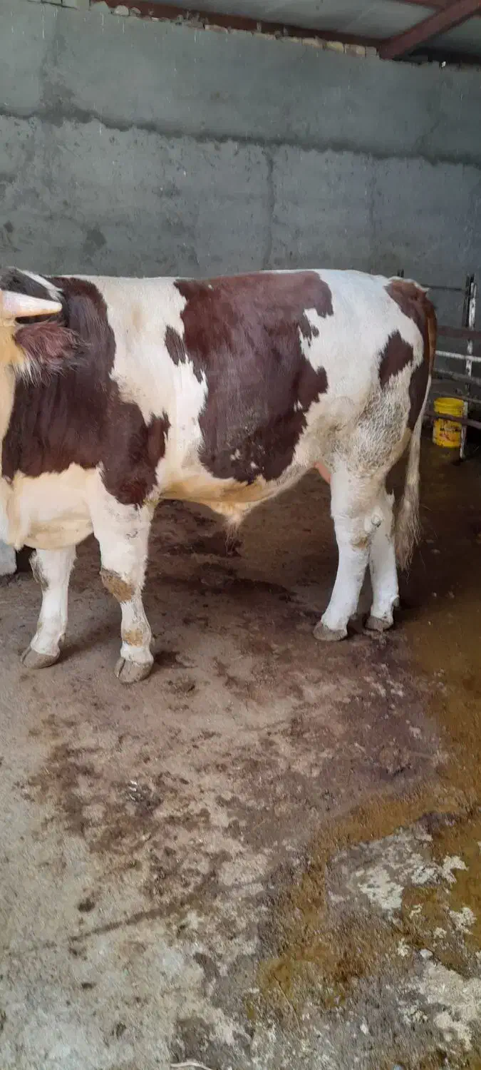 گوساله نر سیمینتال فول گوشت|حیوانات مزرعه|دینور, |دیوار