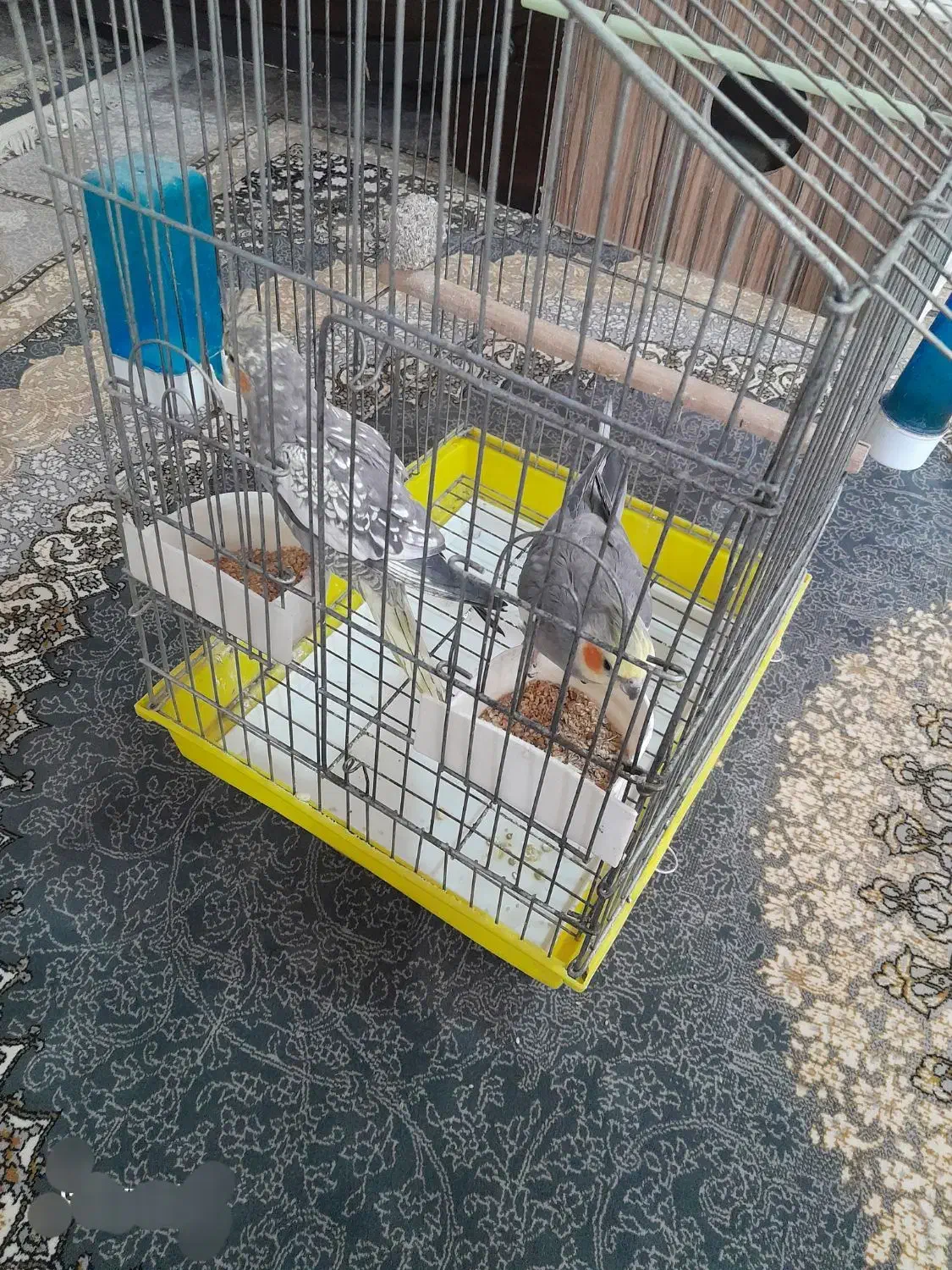 عروسهلندی|پرنده|میانه, |دیوار