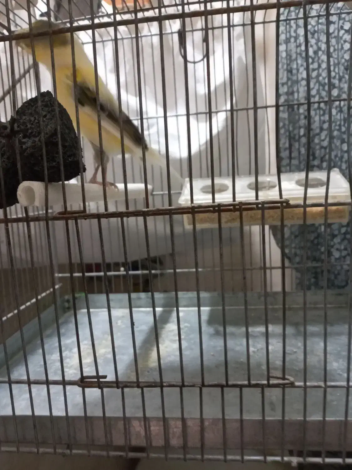 قناری ماده کاکولی|پرنده|پاکدشت, پاکدشت (مامازند)|دیوار