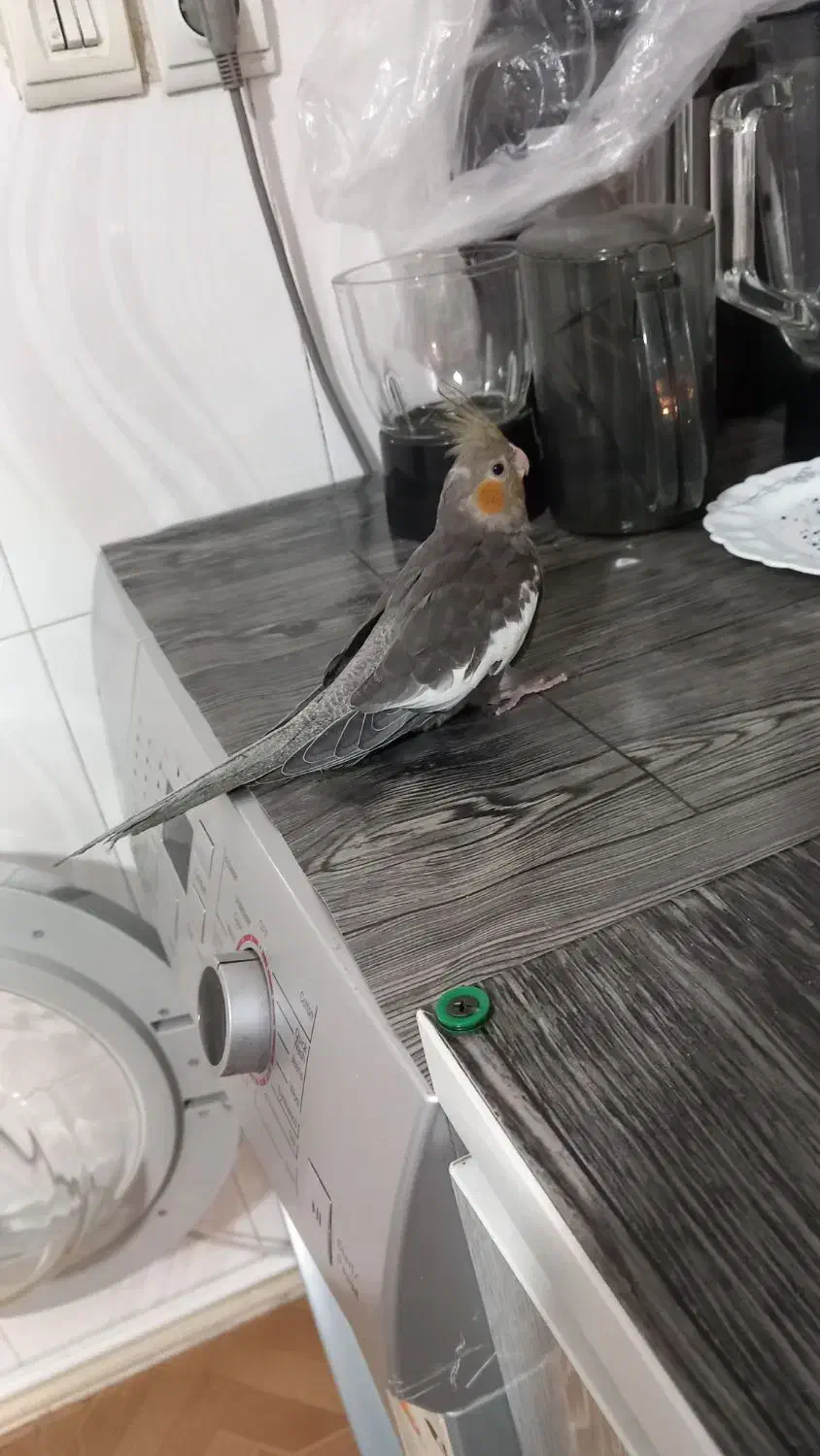 طوطی عروس|پرنده|نظرآباد, رسالت|دیوار