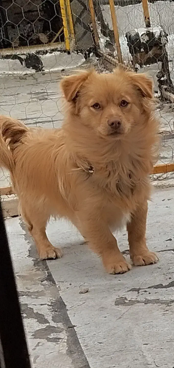 سگ پامر|سگ|ساوه, |دیوار