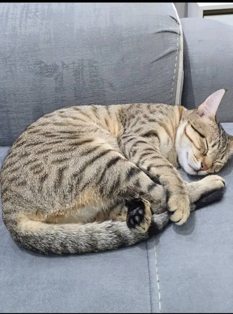 واگذاری گربه DSH|گربه|خرمشهر, |دیوار