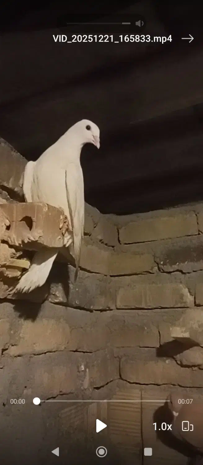 کبوتر پرشی. زرد .سار .سفید.|پرنده|مشهد, شهید احمدی روشن|دیوار