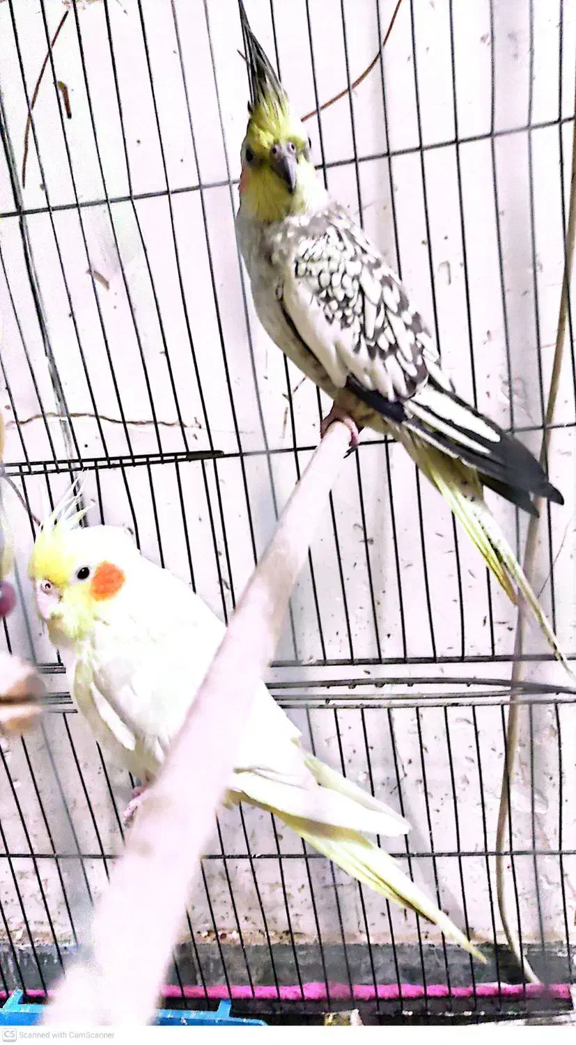 عروس هلندی رام و طوطی کوتوله نر معاوضه|پرنده|گلباف, |دیوار