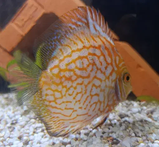 دیسکس چکربرد|ماهی|ری, سیزده آبان|دیوار