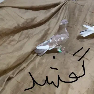 کبوتر گمشده|حیوانات|دهدشت, |دیوار