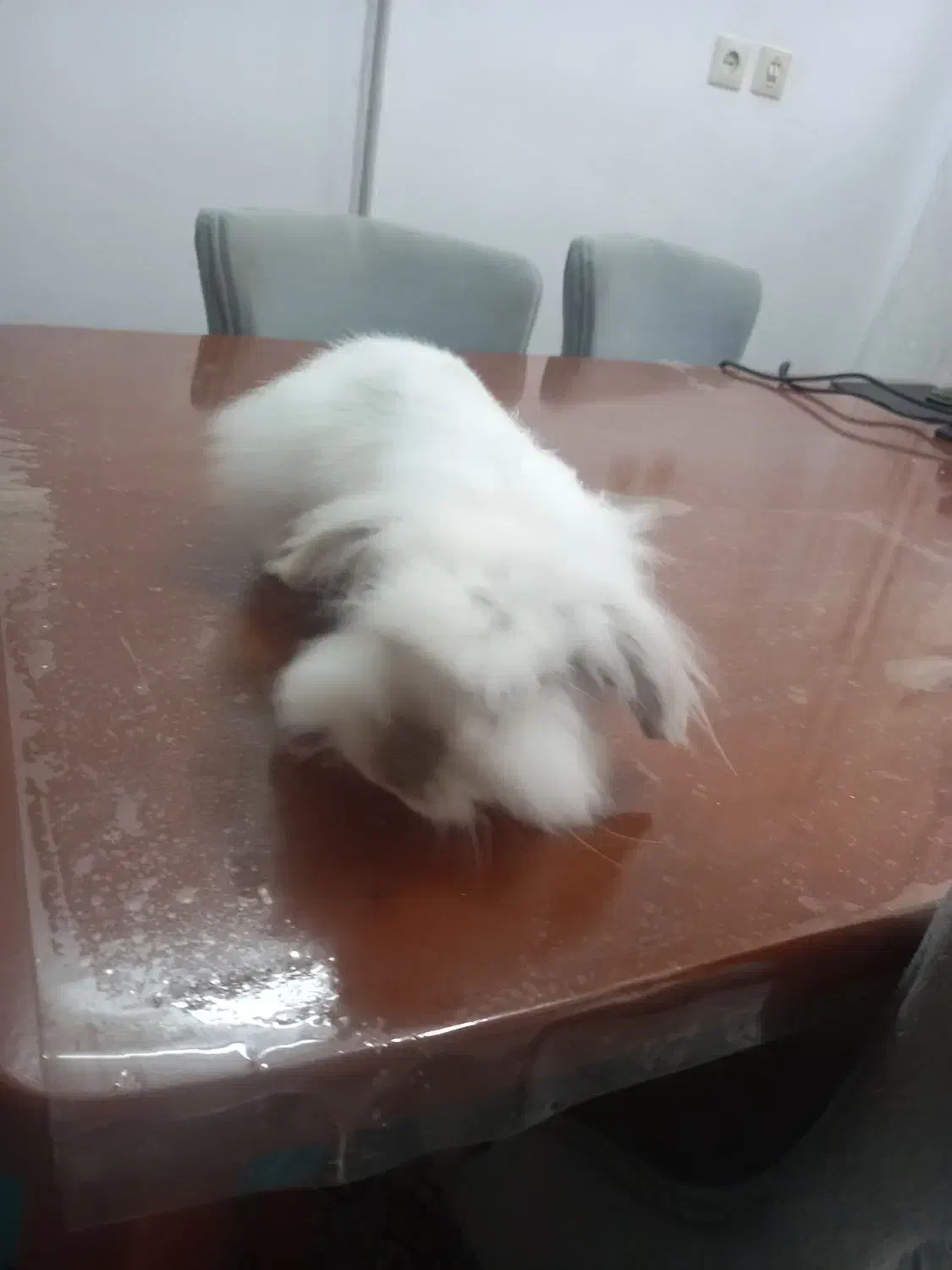 خرگوش لوپ ماده|موش و خرگوش|ساری, |دیوار