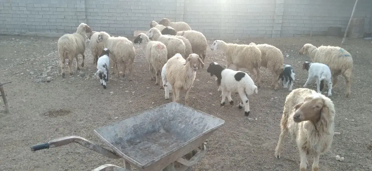 گوسفند بره قوچ گاو گاومیش بز|حیوانات مزرعه|کارون, |دیوار