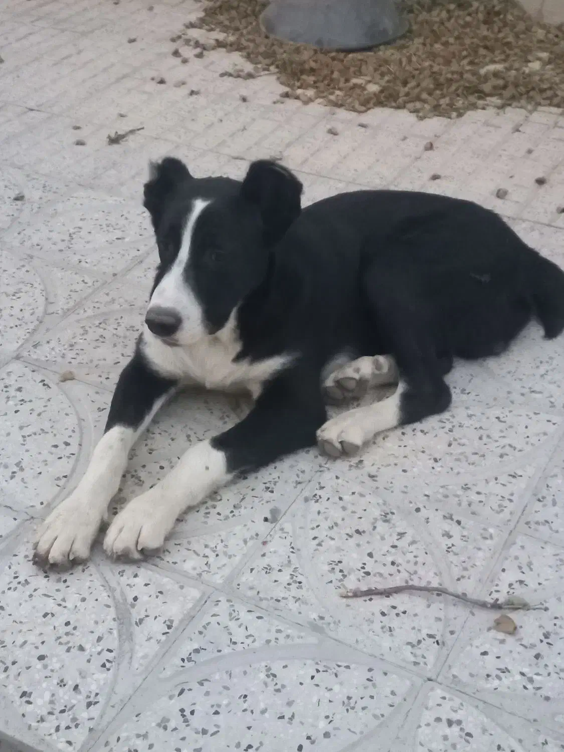 یک جفت سگ|سگ|خوانسار, |دیوار