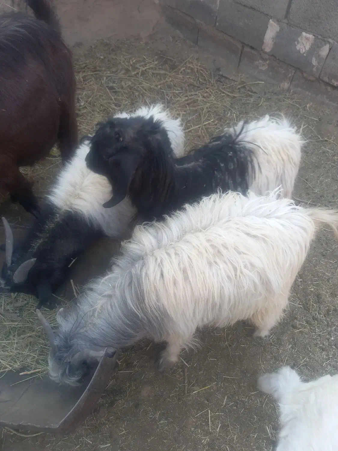 ۳تا کره نر|حیوانات مزرعه|یزدان شهر, |دیوار