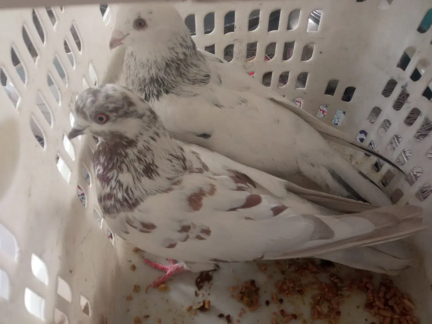 کبوتر|پرنده|شاهرود, |دیوار