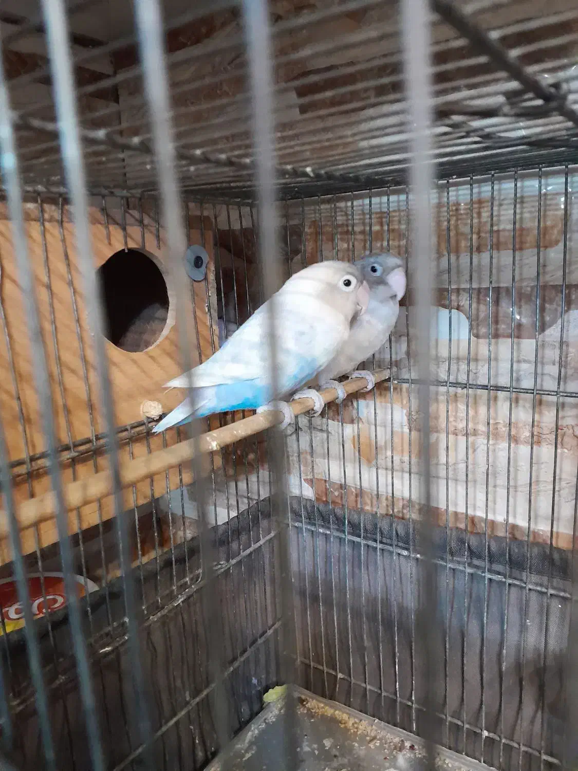 طوطی برزیلی مولد|پرنده|تهران, هاشمی|دیوار