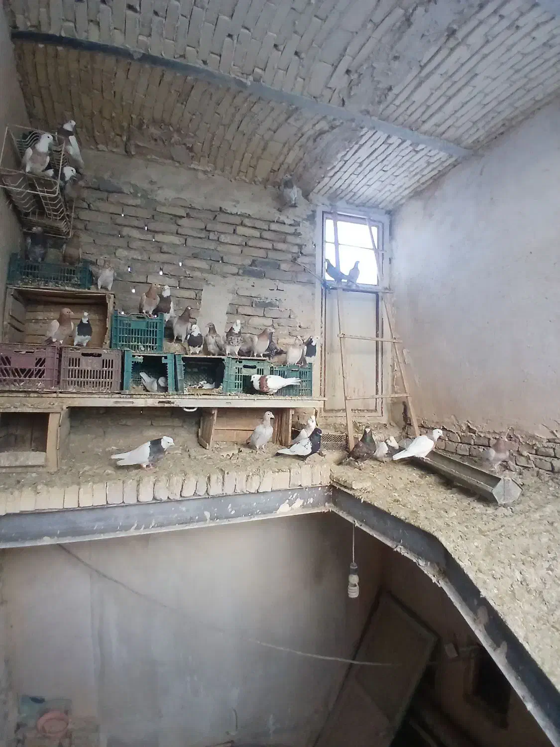 کفتر|پرنده|زاغه, |دیوار