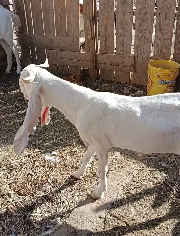 بز گلابی اصل|حیوانات مزرعه|زابل, |دیوار