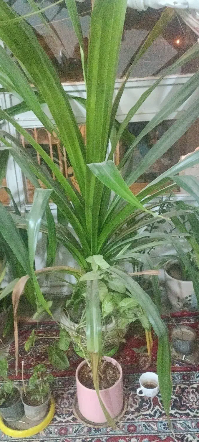 گل زیبا پاندانوس|گل و گیاه طبیعی|نیشابور, شریعتی|دیوار