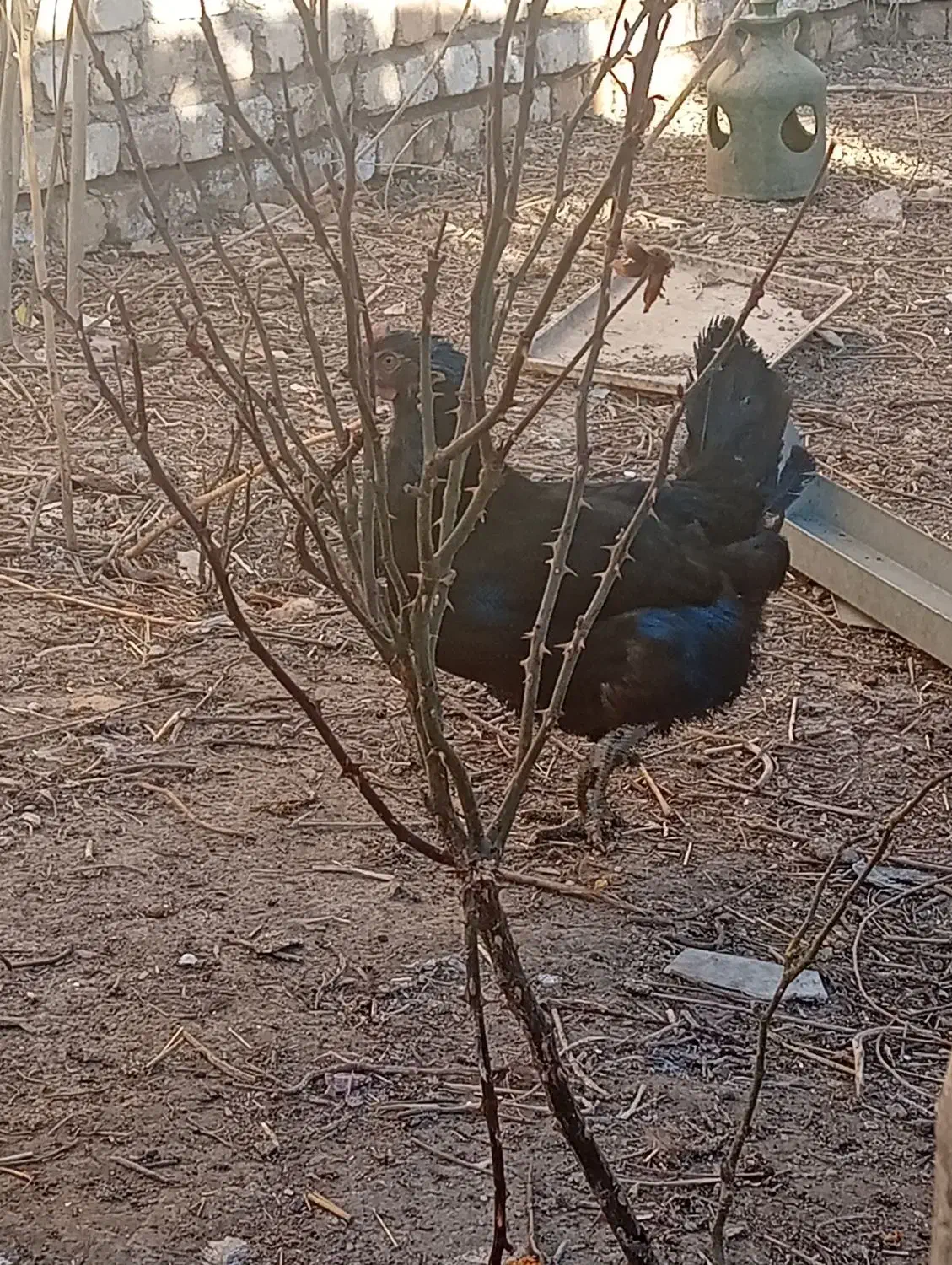 مرغ سیاه|حیوانات مزرعه|پیر بکران, |دیوار