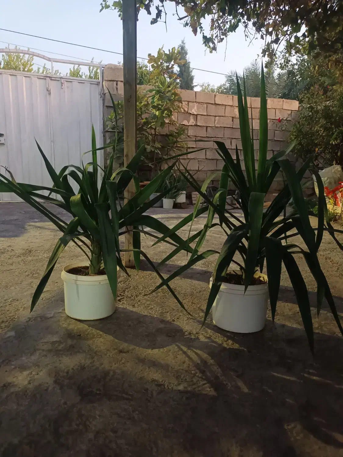 گل طبیعی|گل و گیاه طبیعی|پلدختر, |دیوار