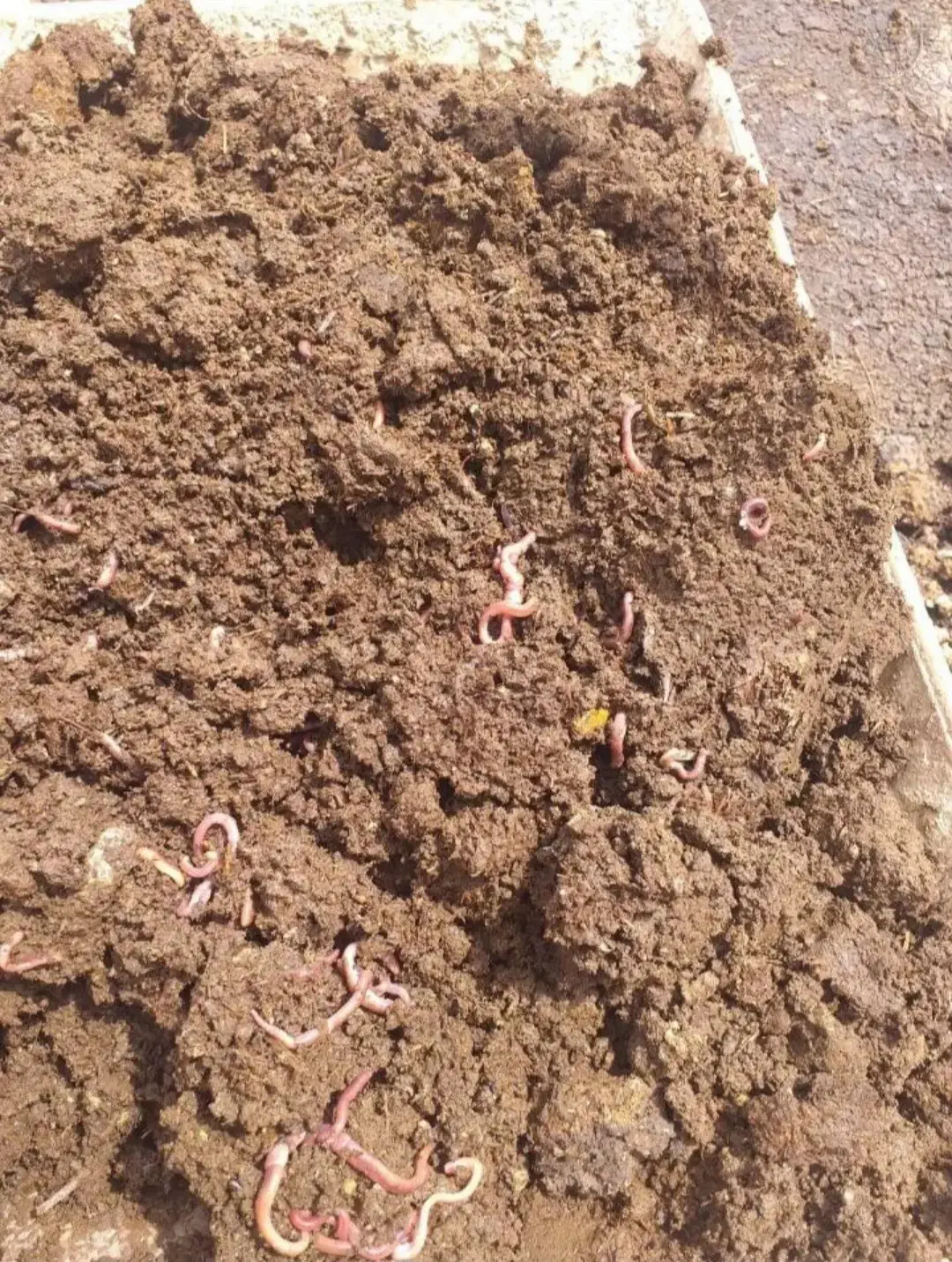 کود ورمی کمپوست|خدمات باغبانی و درختکاری|فردیس, شهرک ارم|دیوار