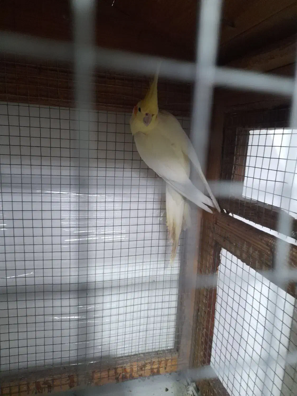 فروش یا معاوضه|پرنده|کرمان, |دیوار