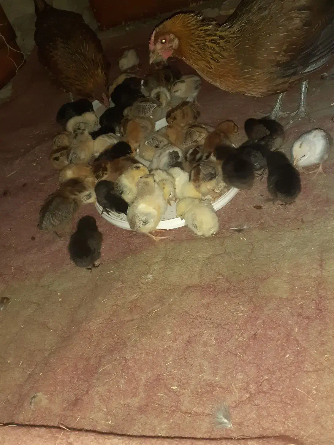 جوجه عربی|حیوانات مزرعه|سوسنگرد, |دیوار