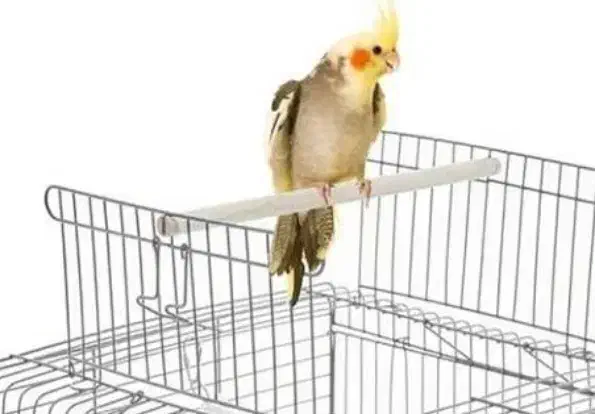 قفس سنجاب|لوازم جانبی حیوانات|رفسنجان, |دیوار