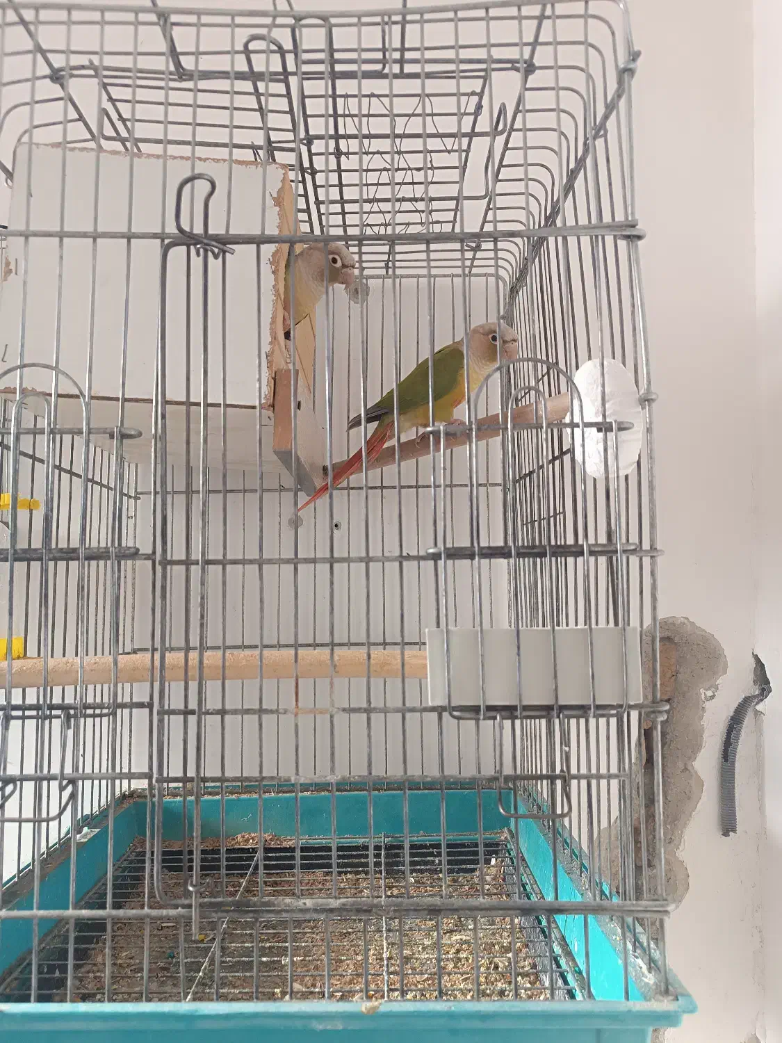 جفت گرین چیک مولد|پرنده|ماهدشت, |دیوار