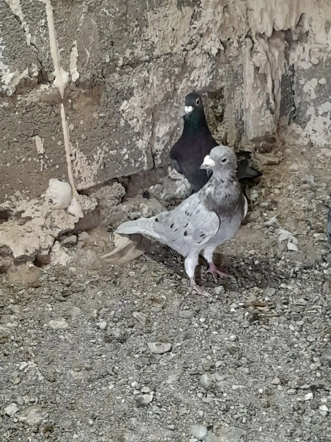 کفتر نر و ماده|پرنده|تربت جام, جلگه موسی آباد|دیوار